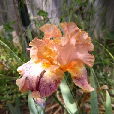 Iris x germanica 'Cat's Eye'
