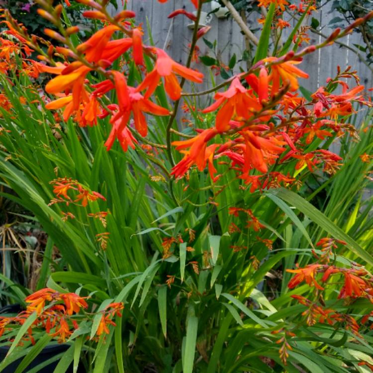 plant image 1508506 plant image 1508506