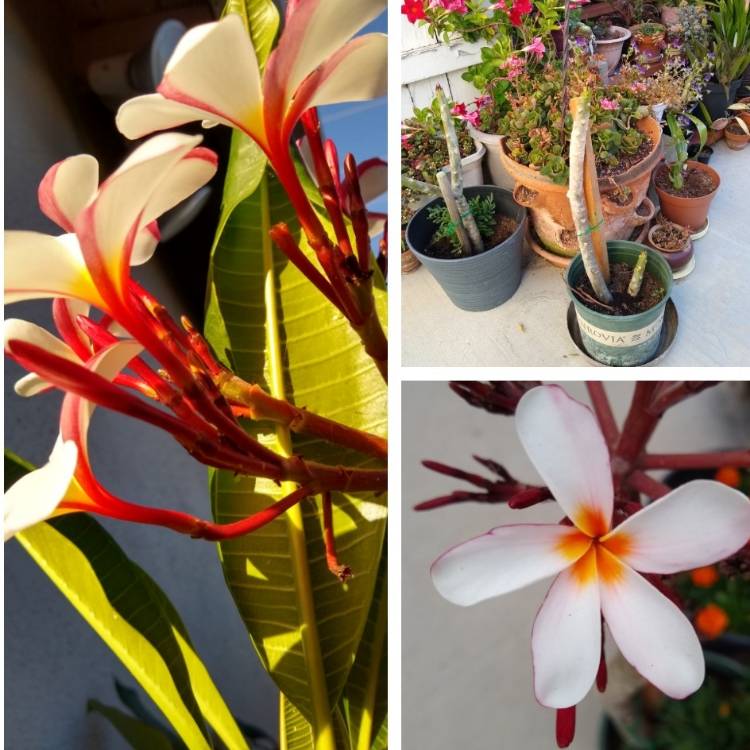 Plant image Plumeria