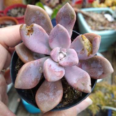 Graptopetalum Murasaki