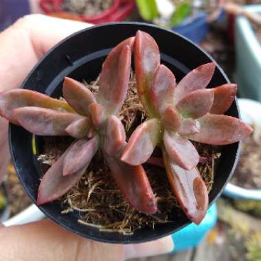 Echeveria Hybrid ‘Red Licorice'
