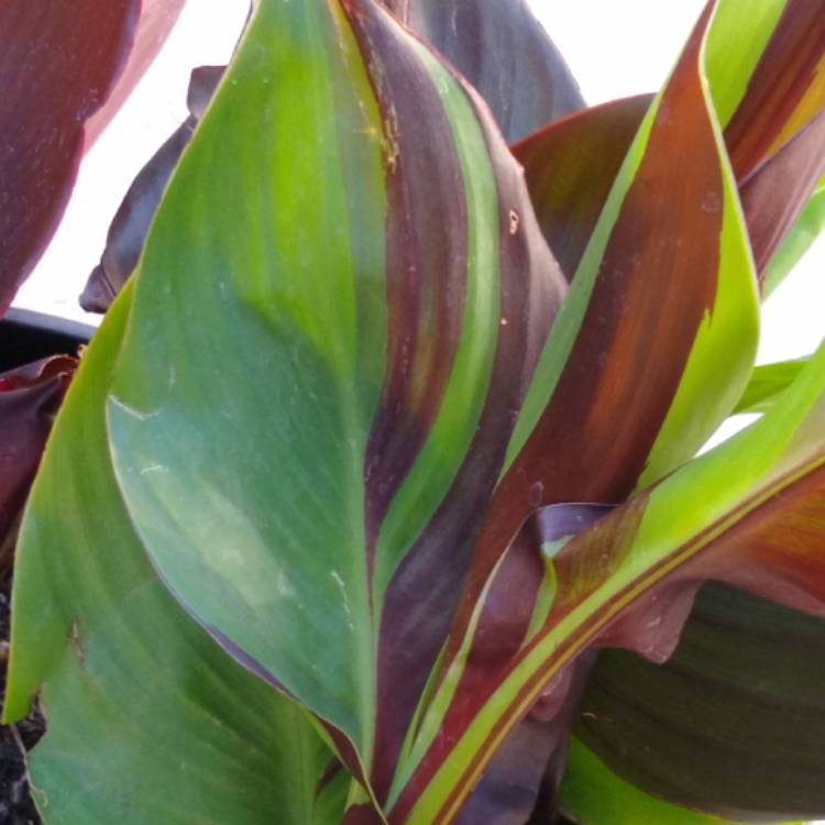 Plant image Canna 'Cleopatra' syn. Canna 'Yellow King Humbert', Canna 'Harlequin'