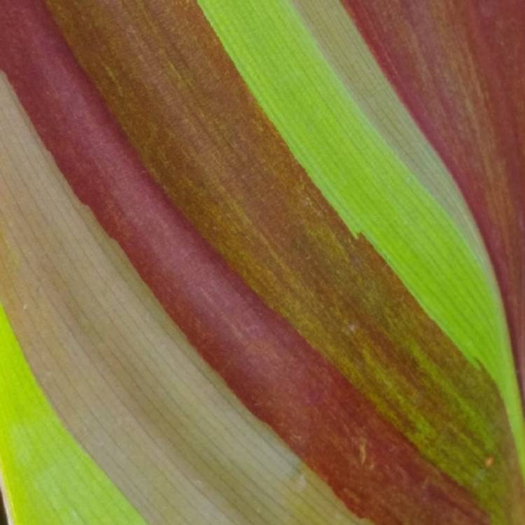 Plant image Canna 'Cleopatra' syn. Canna 'Yellow King Humbert', Canna 'Harlequin'