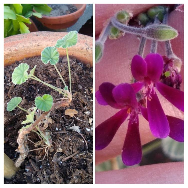 Plant image Pelargonium sidoides syn. Pelargonium sidifolium