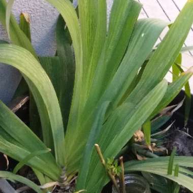 Iris Japonica 'Nada'