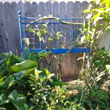 Passiflora edulis