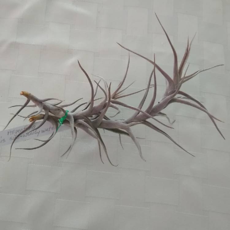 Plant image Tillandsia argentina