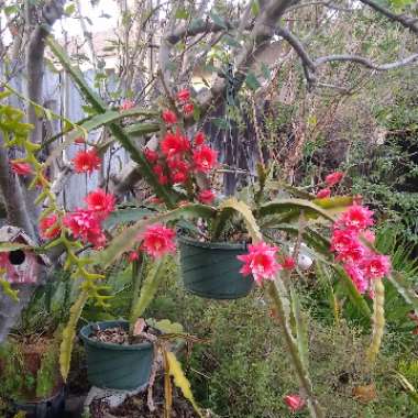 Epiphyllum hy.red
