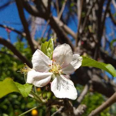 Malus domestica 'Bramley's Seedling'