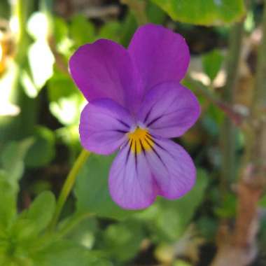 Viola tricolor