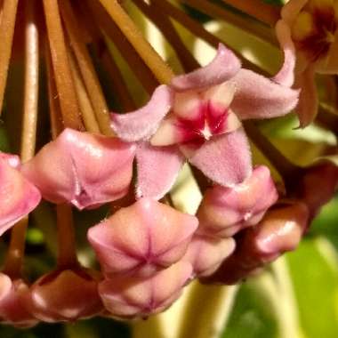 Hoya carnosa 'Krimson Queen' syn. 'Crimson Queen'