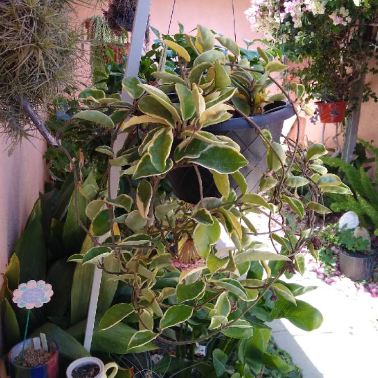 plant image 1574083 plant image 1574083