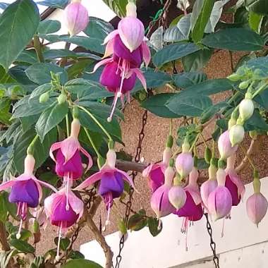 Fuchsia