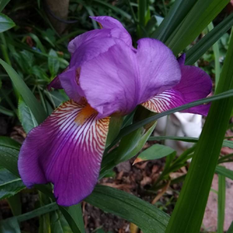 plant image 1574956