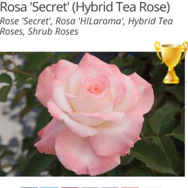 Rosa (Hybrid Tea)