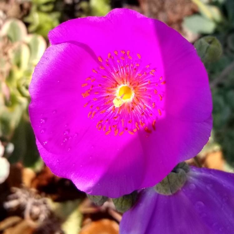plant image 1575952 plant image 1575952