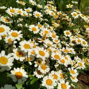 Tanacetum parthenium
