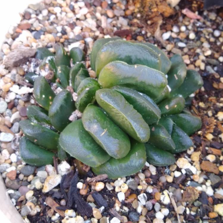 Plant image Haworthia truncata