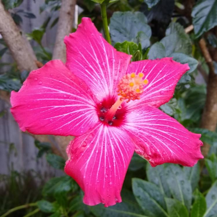 plant image 1581413