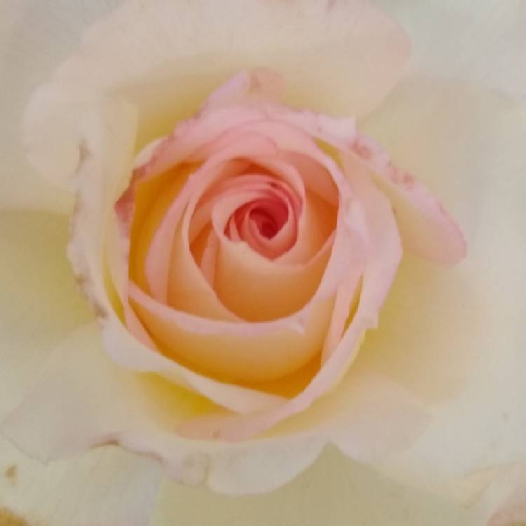 plant image 1584024 plant image 1584024