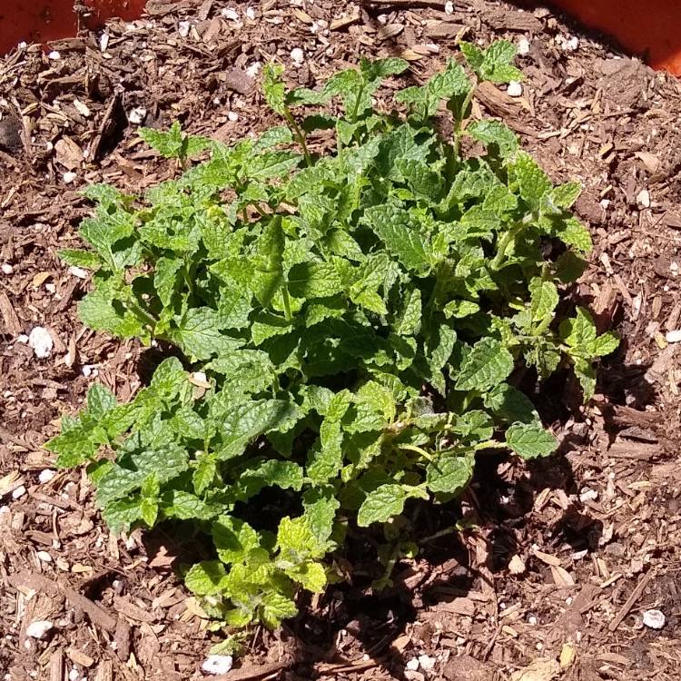 Plant image Mentha x piperita 'Strawberry'