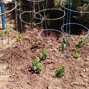 Capsicum Annuum 'Serrano'