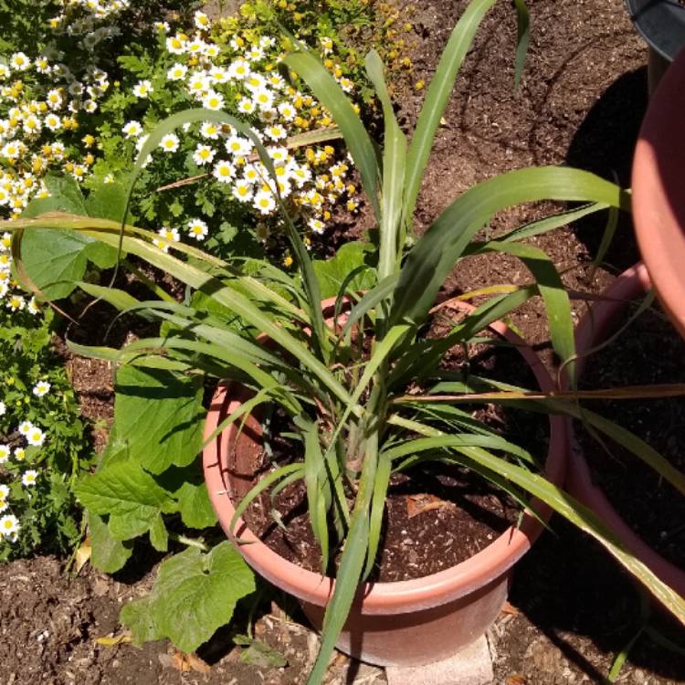 plant image 1586446