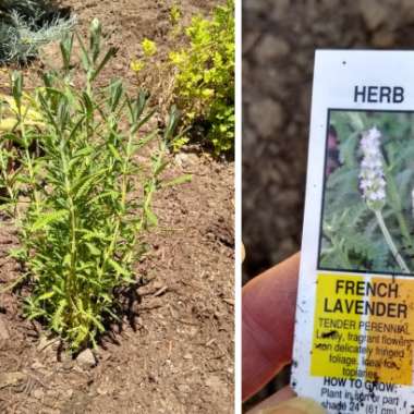 Lavandula Dentata