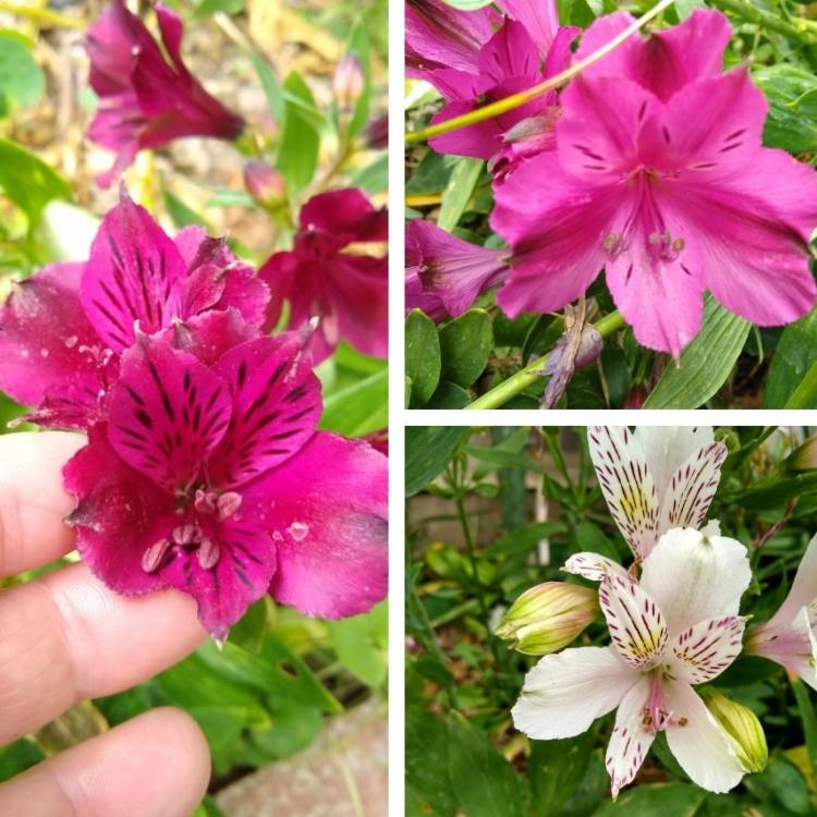 plant image 1592382