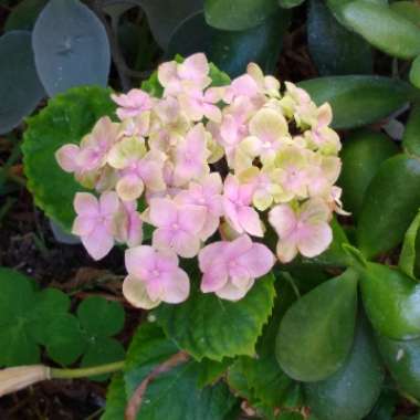 Hydrangea