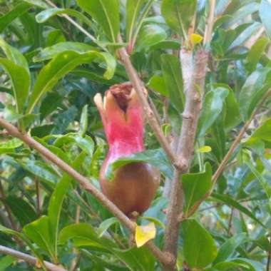 Punica granatum