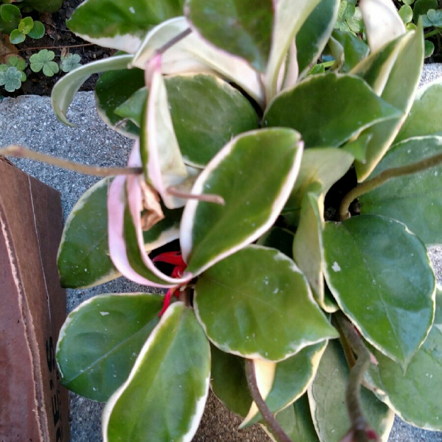 plant image 160275 plant image 160275