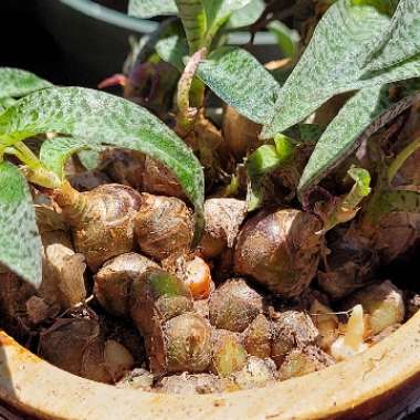 Ledebouria socialis syn. Scilla violaceum