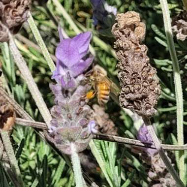 Lavandula