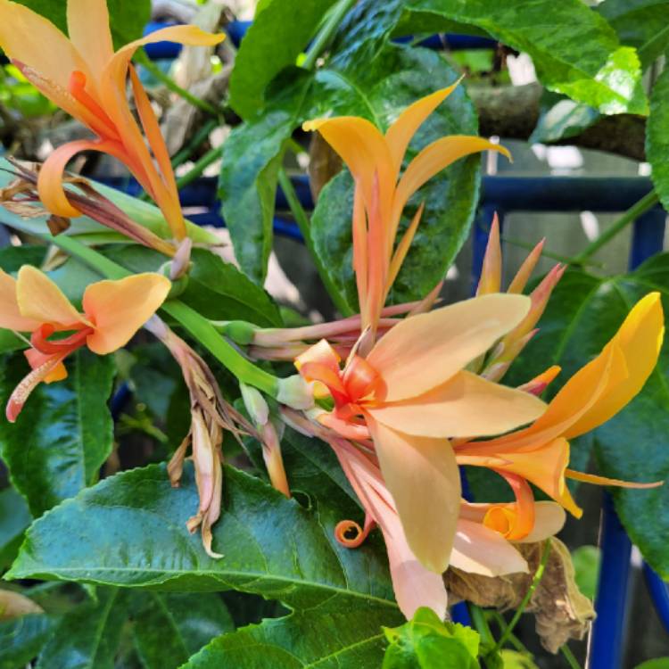 plant image 1618011