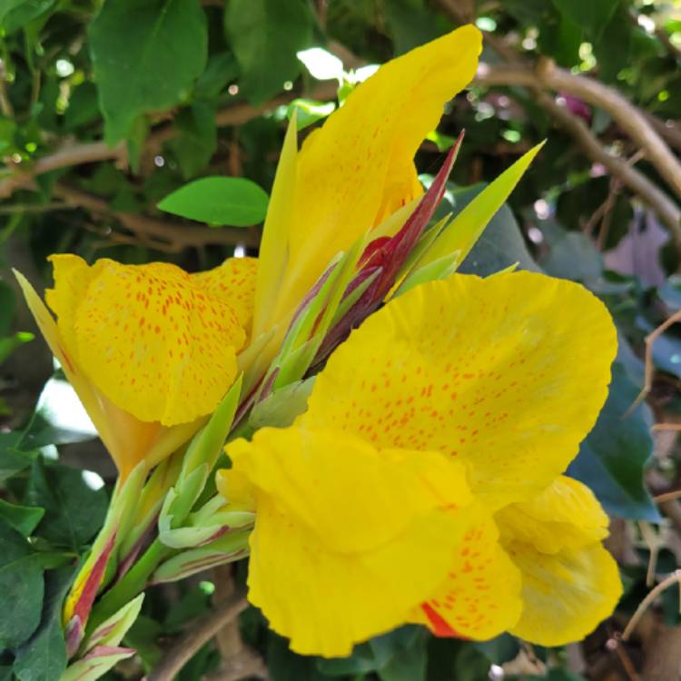 Plant image Canna 'Cleopatra' syn. Canna 'Yellow King Humbert', Canna 'Harlequin'