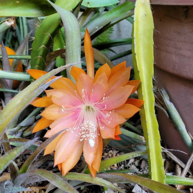 plant image 1620191 plant image 1620191