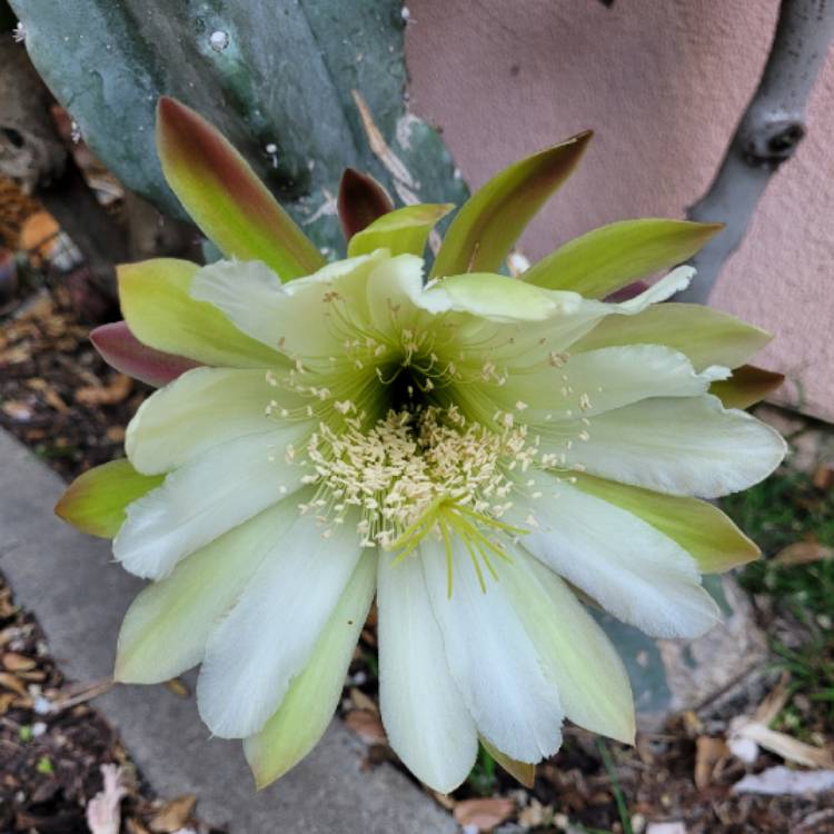 plant image 1620195 plant image 1620195