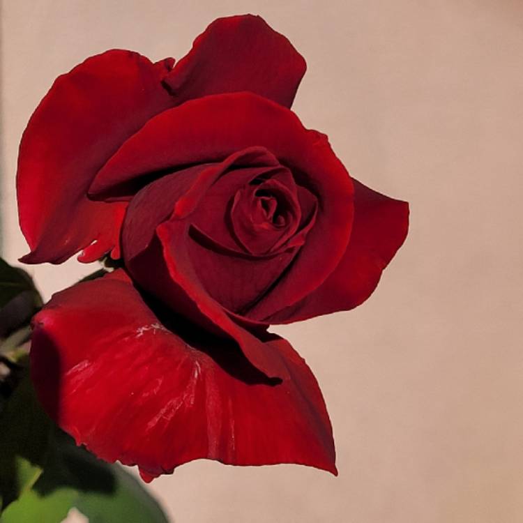 plant image 1620396