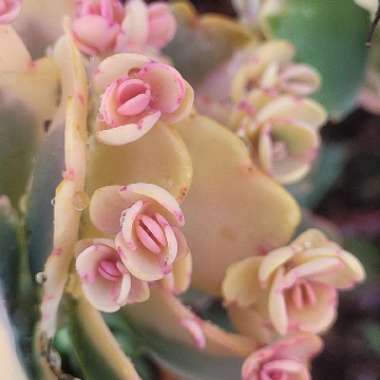 Kalanchoe fedtschenkoi 'Variegata'