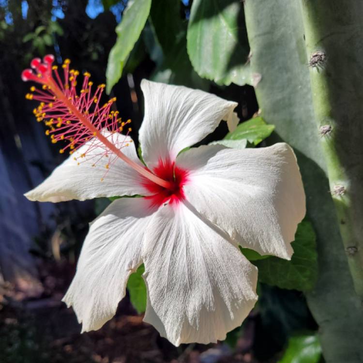 plant image 1627036