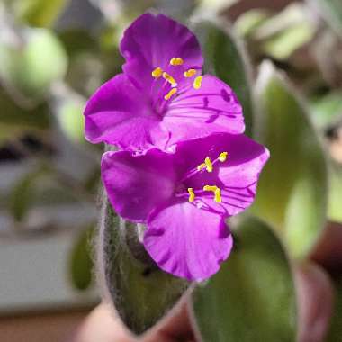 Tradescantia sillamontana