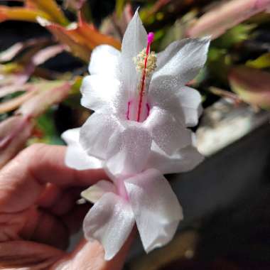Schlumbergera truncata Livia