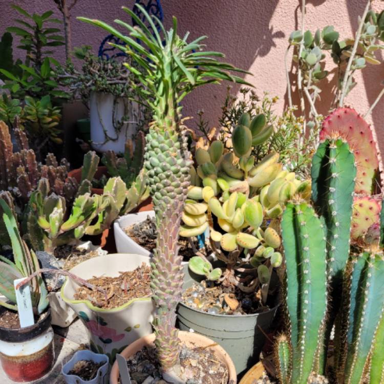 plant image 1631755 plant image 1631755