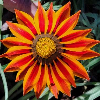 Gazania