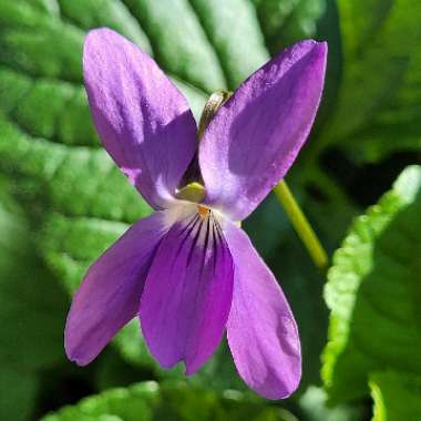 Viola riviniana 'Purpurea'