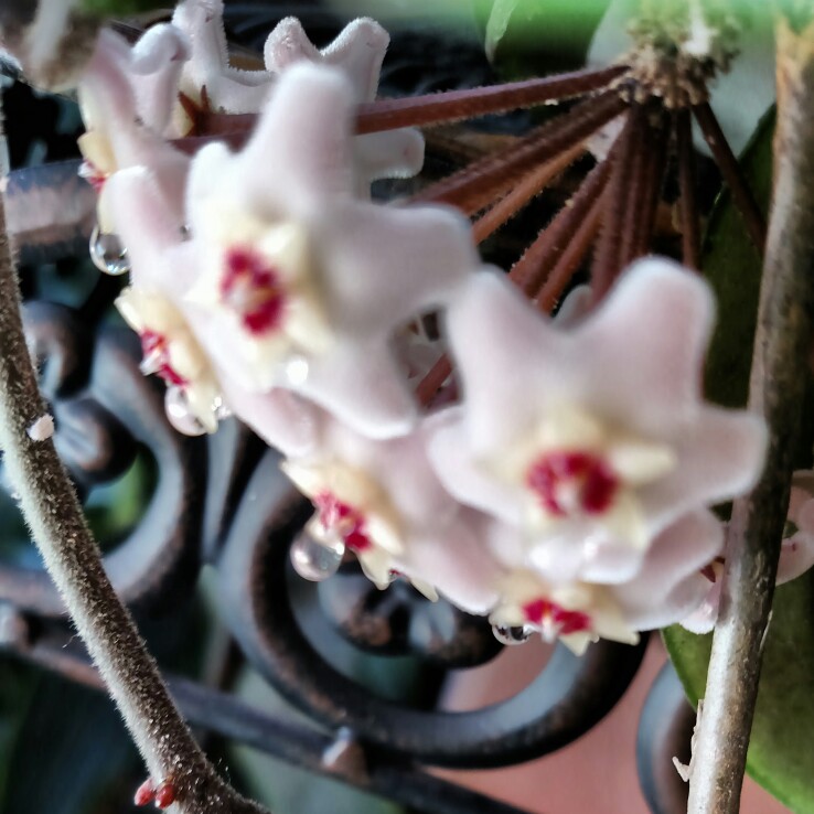 plant image 165609