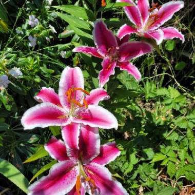 Lilium 'Star Gazer' syn. Lilium 'Stargazer'