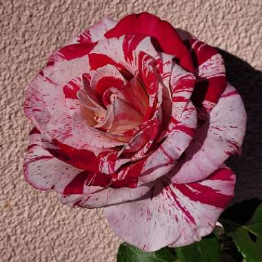 Rosa (Hybrid Tea)