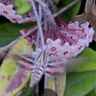 Hoya Carnosa